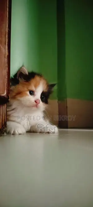 Parsian kitten