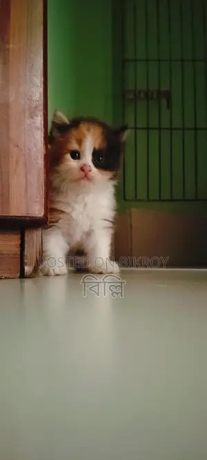 Parsian kitten