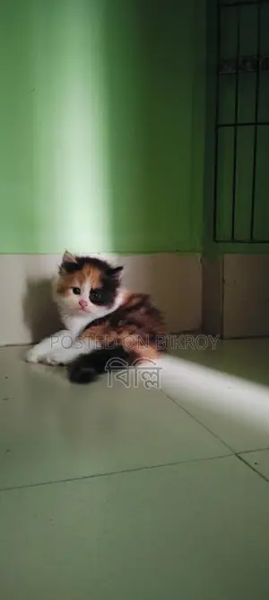 Parsian kitten