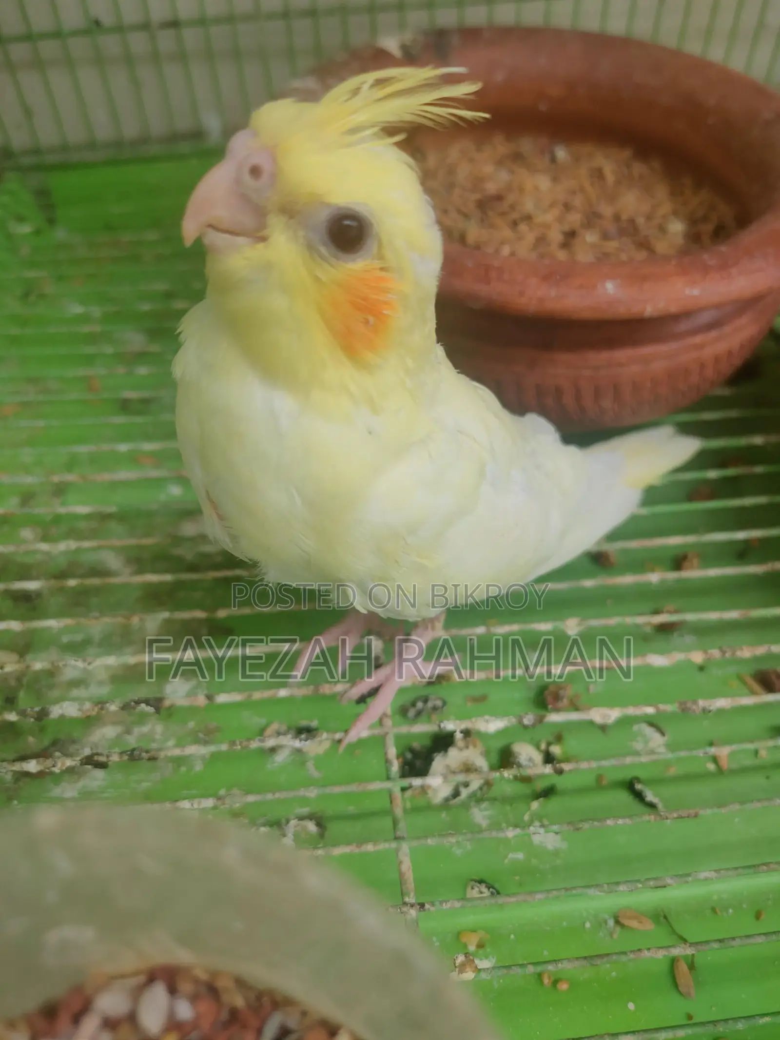 Cockatiel