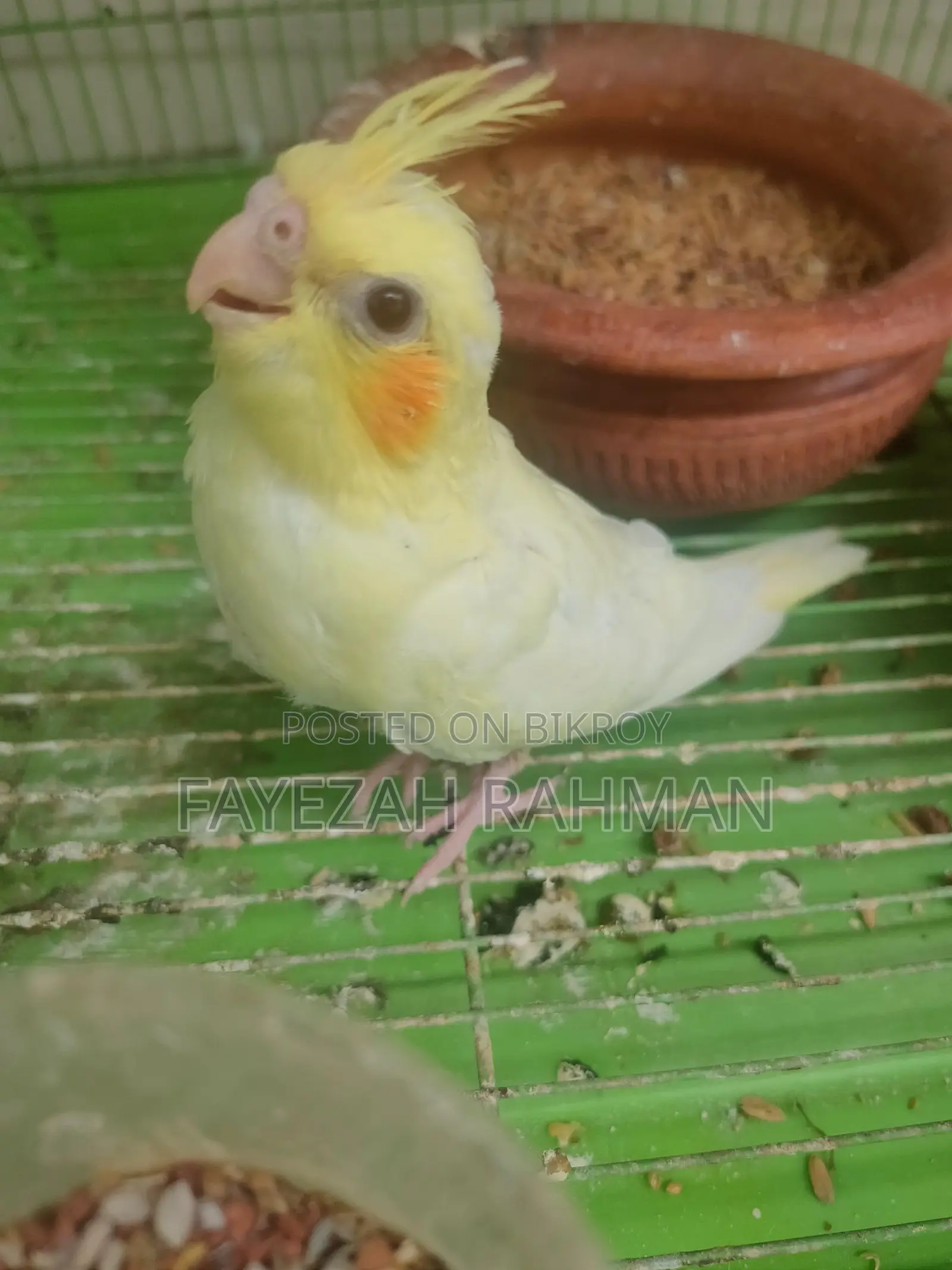 Cockatiel