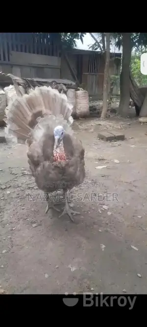টার্কি মুরগি