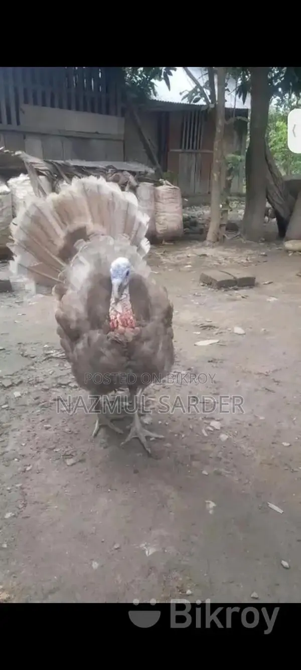 টার্কি মুরগি