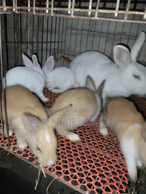 Rabbit for Sale
