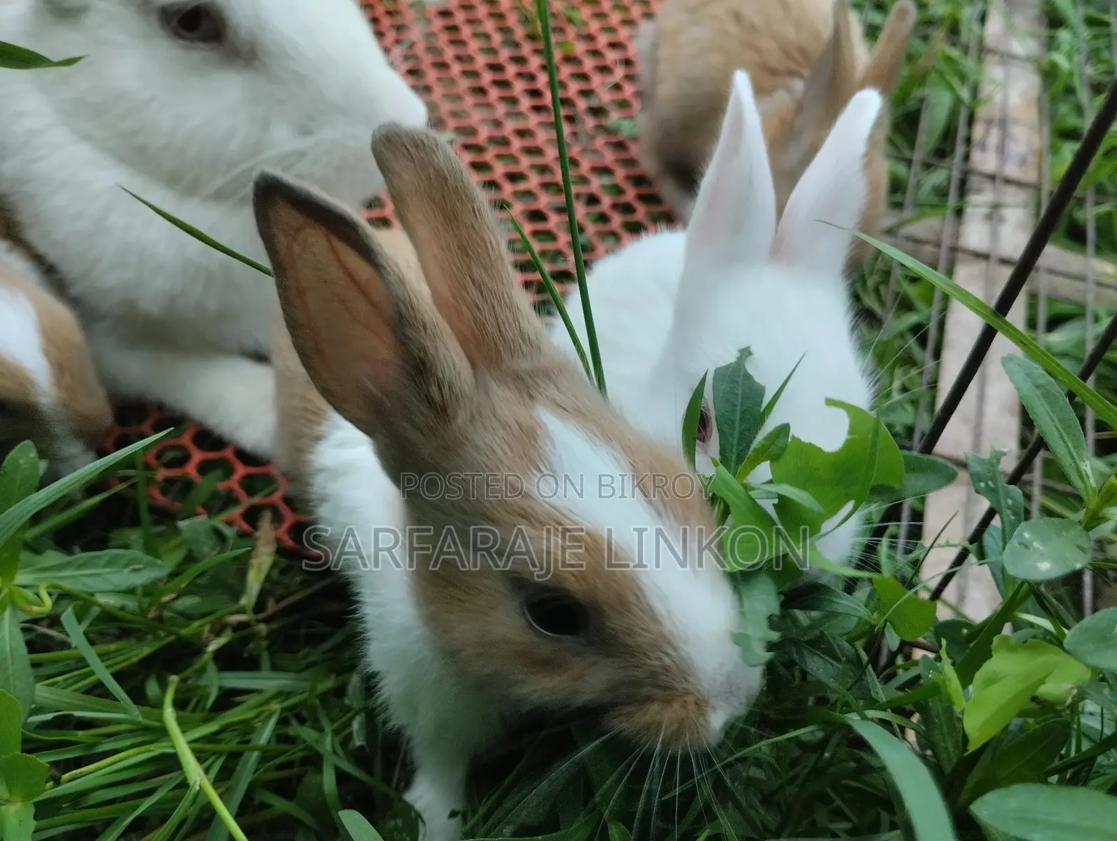 Rabbit for Sale