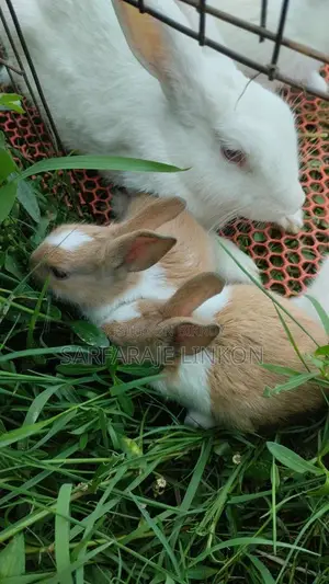 Rabbit for Sale