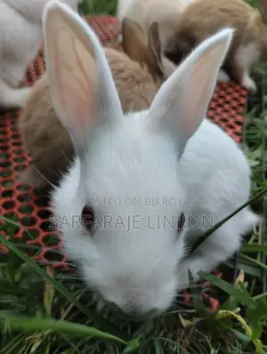 Rabbit for Sale
