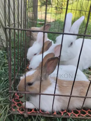 Rabbit for Sale