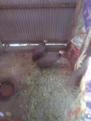 তিথির চড়ুই বিক্রি করা হবে