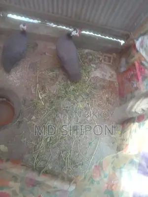 তিথির চড়ুই বিক্রি করা হবে