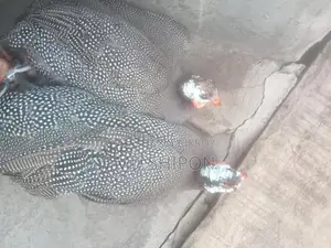 তিথির চড়ুই বিক্রি করা হবে