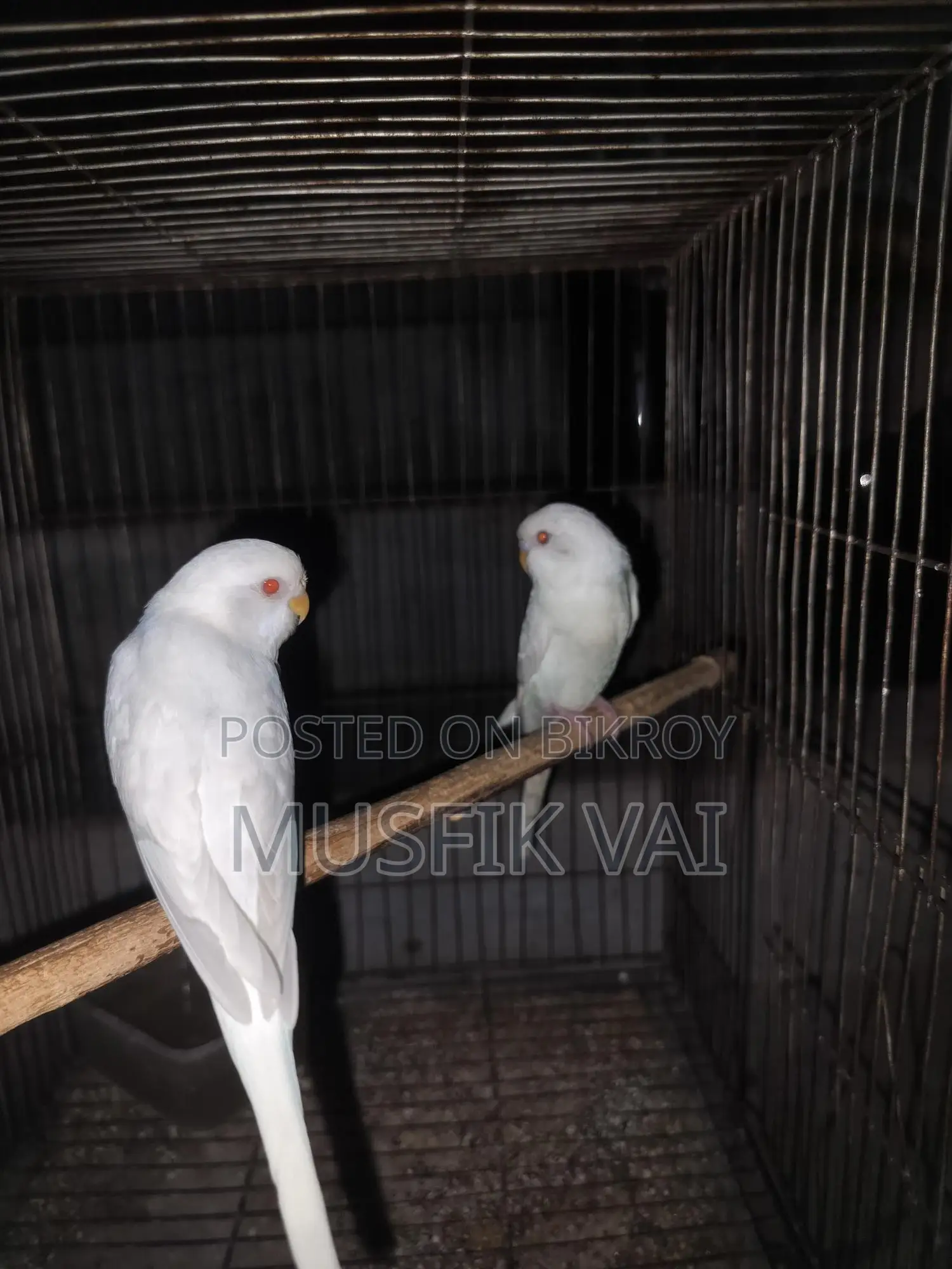 Red Eye Albino Budgie