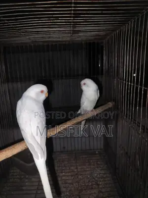 Red Eye Albino বাজরিকা