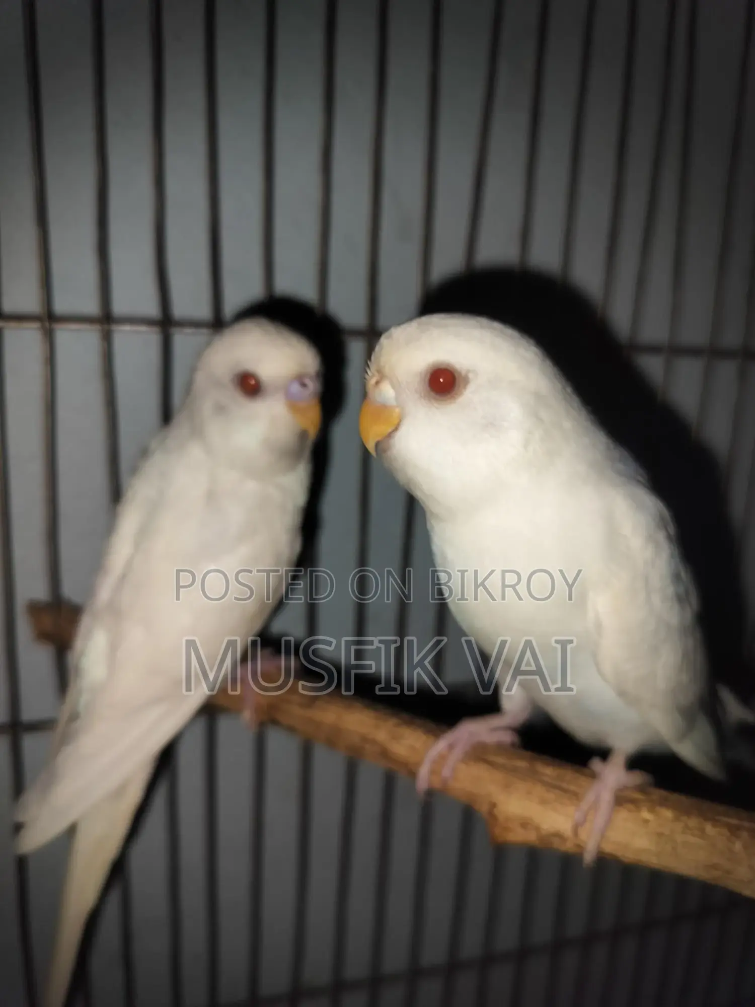 Red Eye Albino Budgie