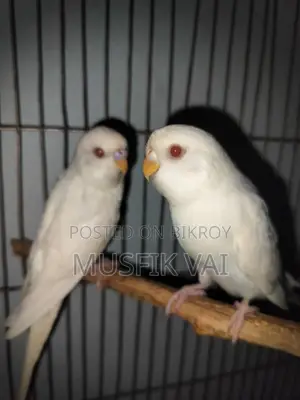 Red Eye Albino Budgie