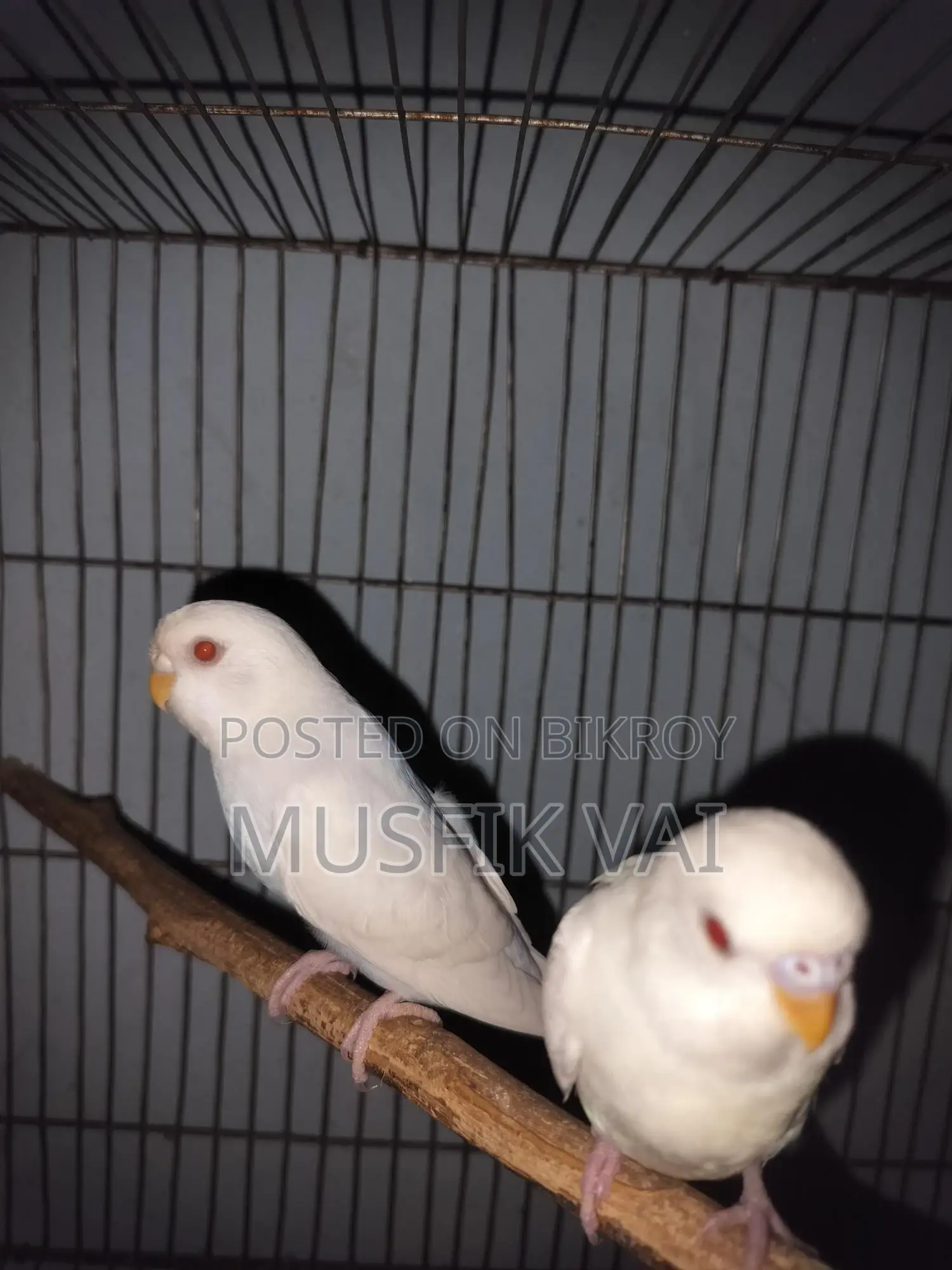 Red Eye Albino Budgie