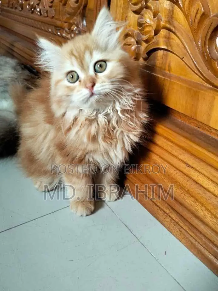 Persian Cat
