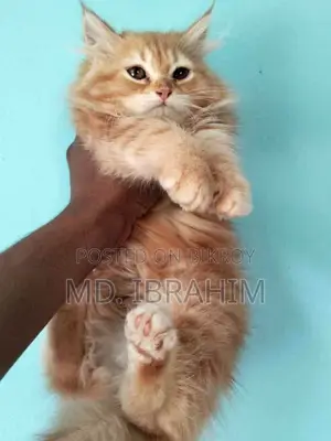 Persian Cat