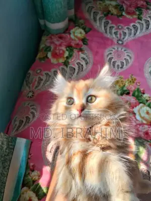 Persian Cat