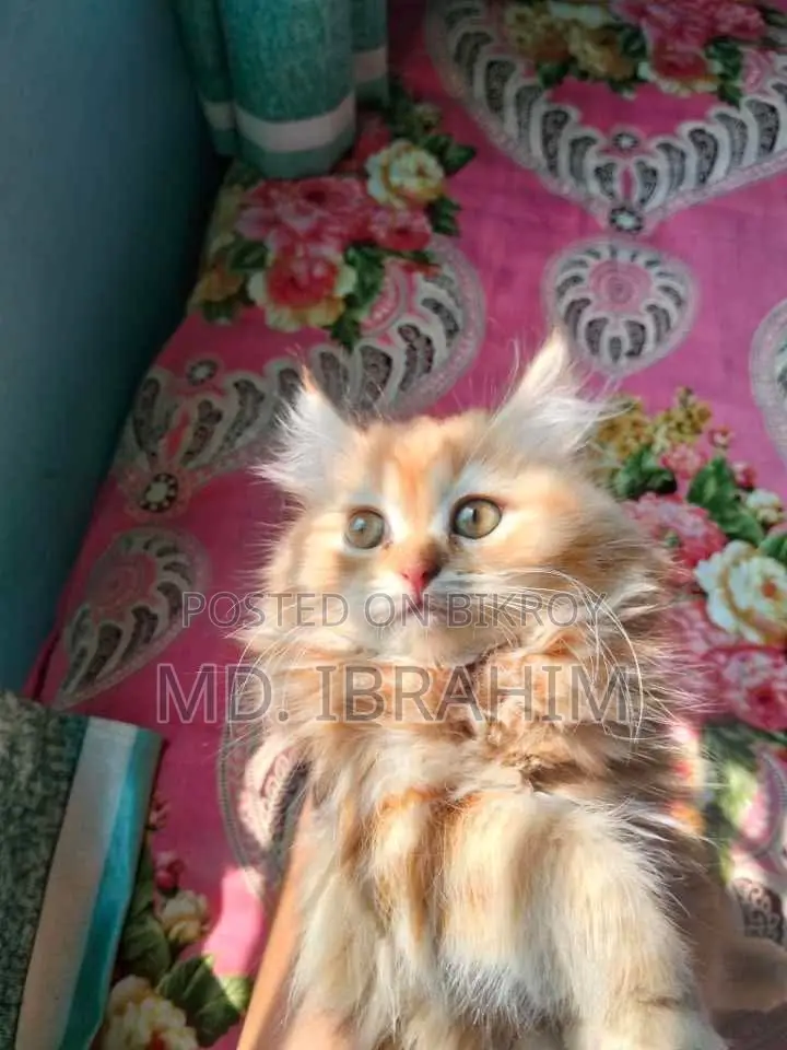 Persian Cat