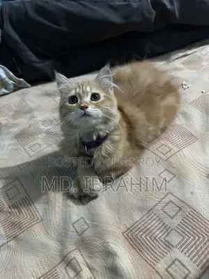 Persian Cat