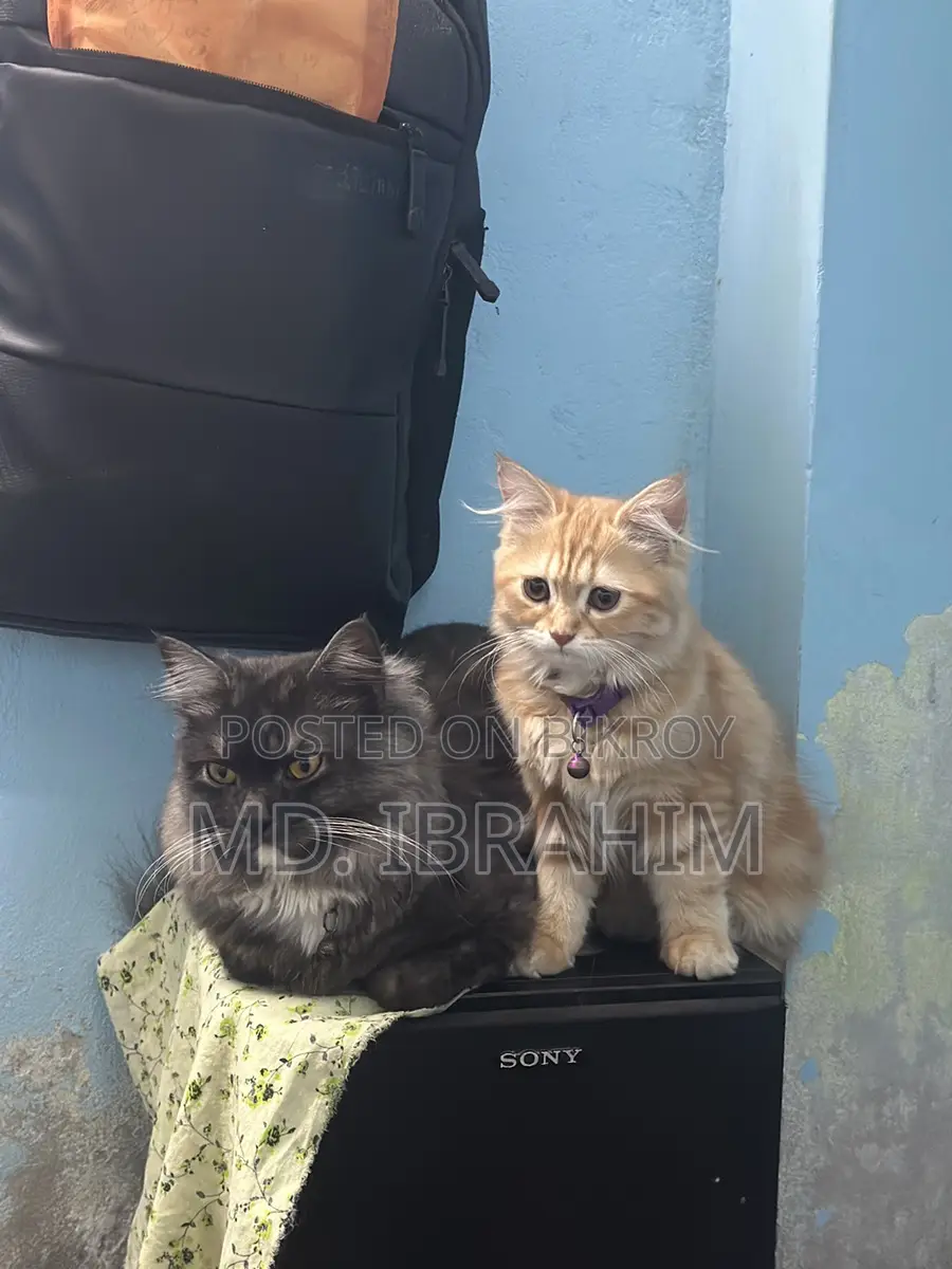 Persian Cat