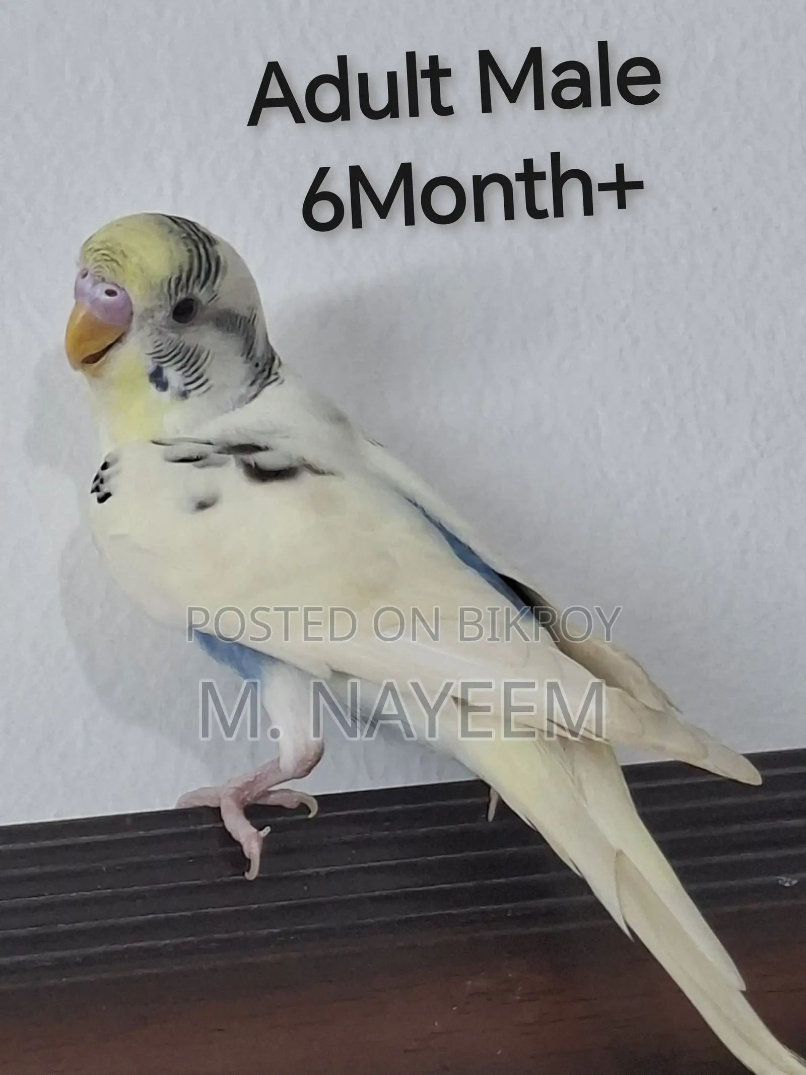 Budgerigar for Sale