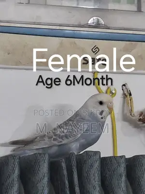 Budgerigar for Sale