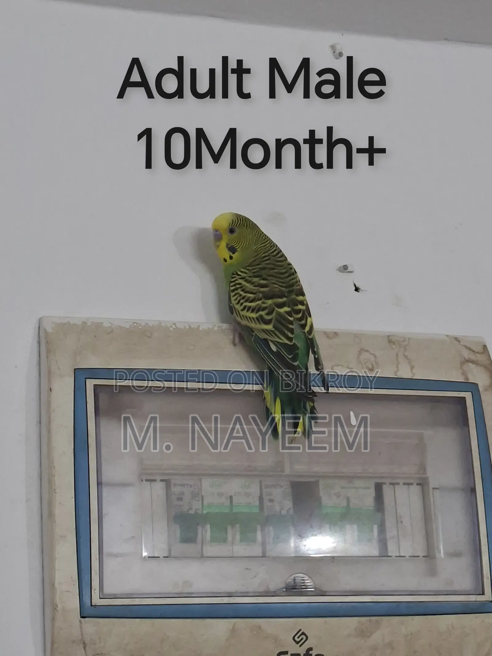 Budgerigar for Sale