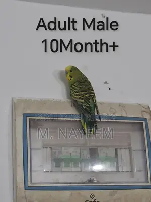 Budgerigar for Sale