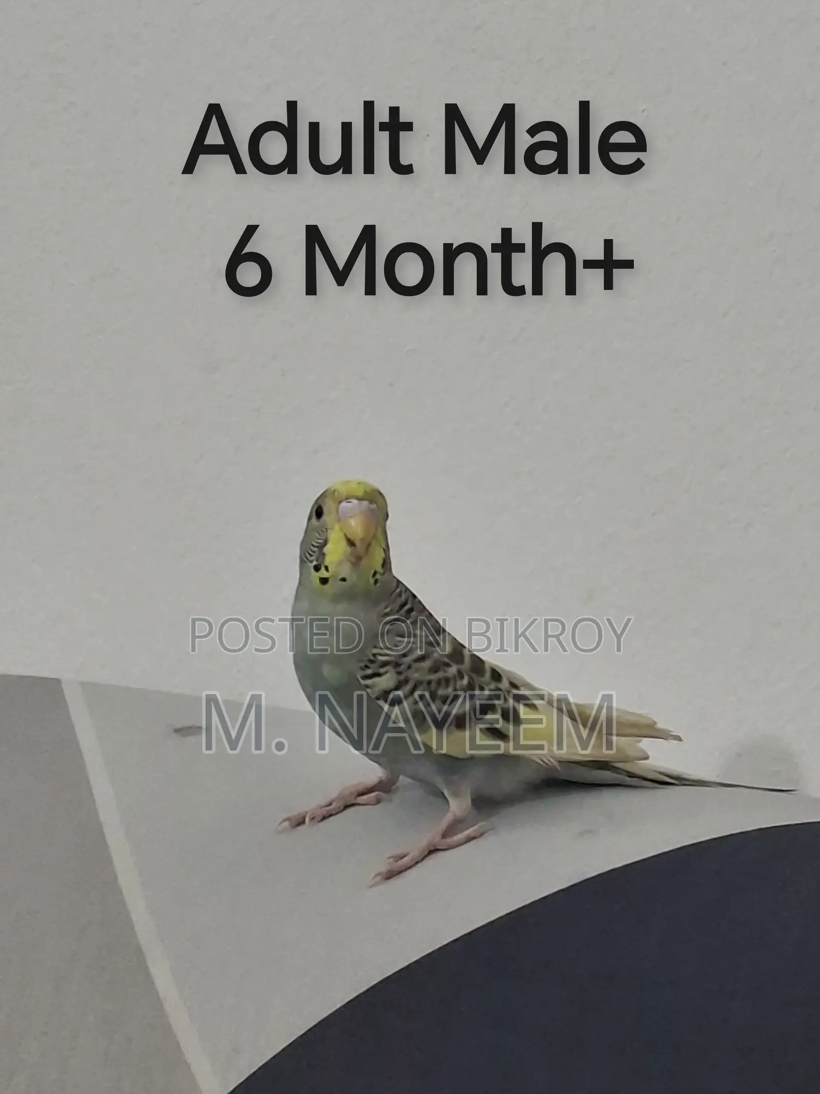 Budgerigar for Sale