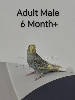 Budgerigar for Sale