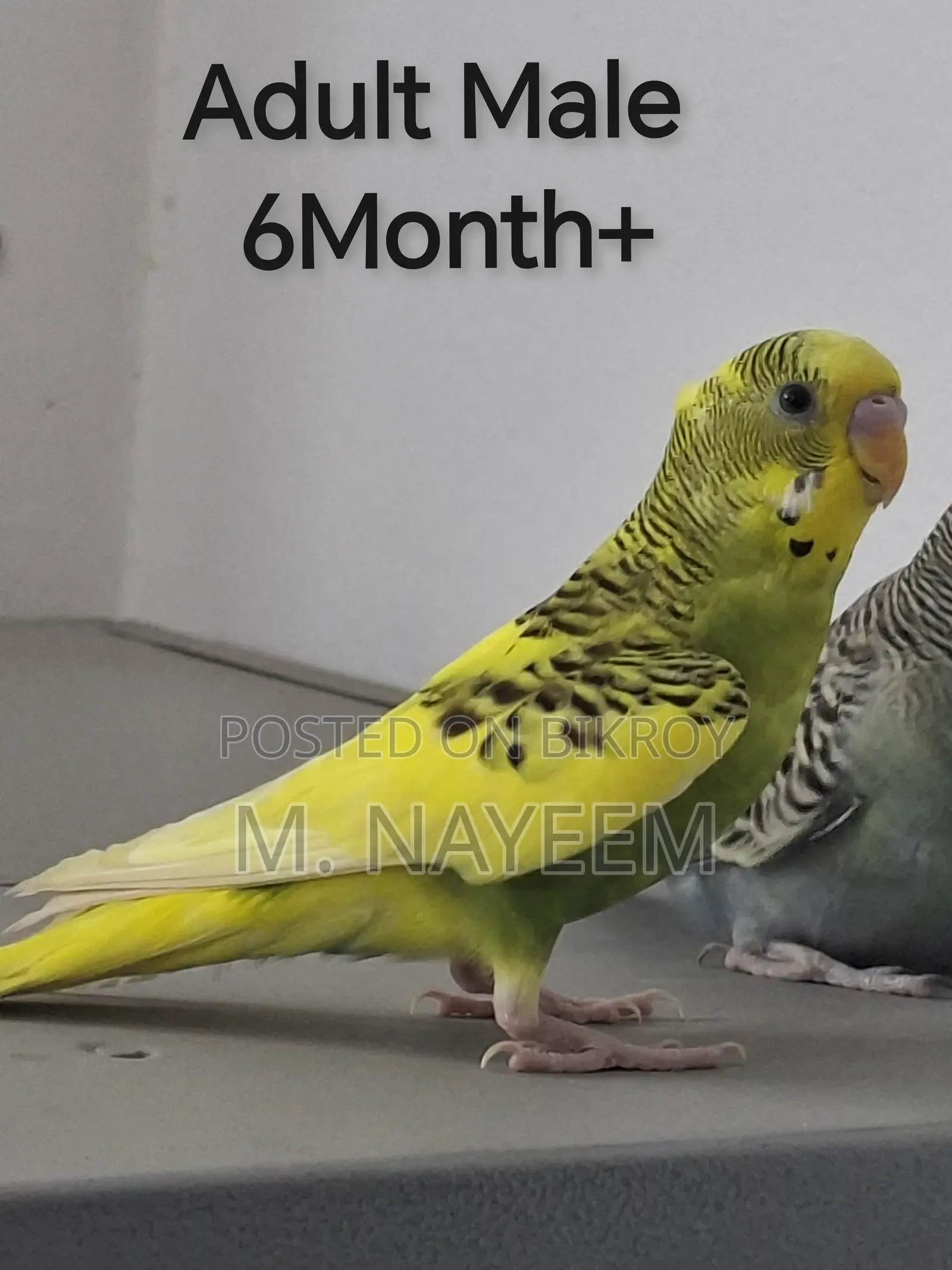 Budgerigar for Sale