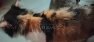 Persian Cat