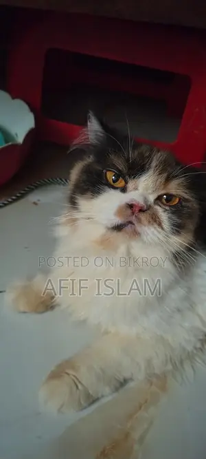 Persian Cat