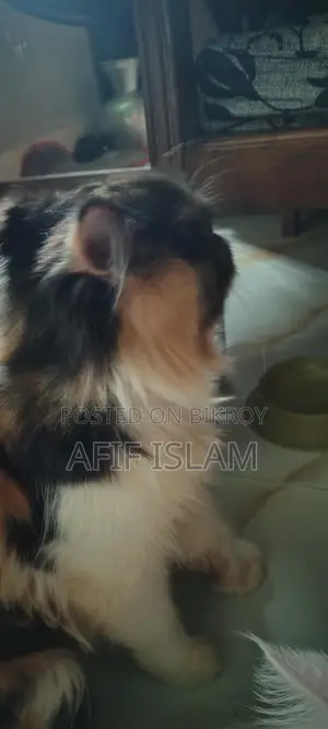 Persian Cat