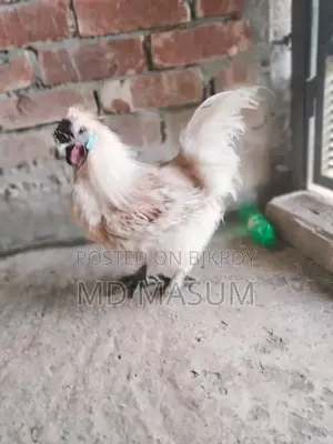 Silkie Chicken Hatching Eggs!