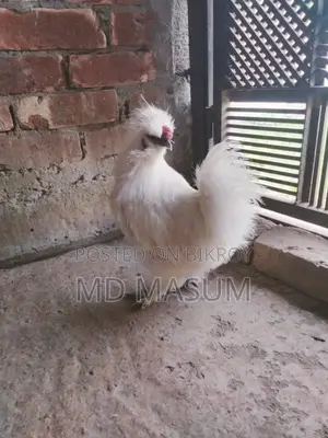 Silkie Chicken Hatching Eggs!