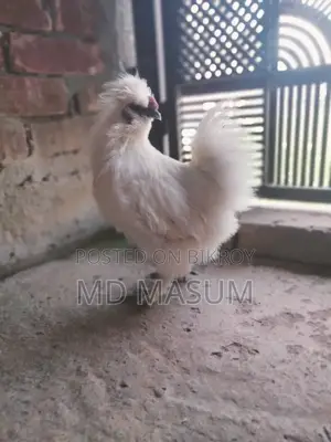 Silkie Chicken Hatching Eggs!