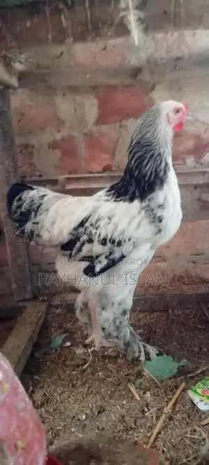 সাড়ে ৫মাসের লাইট ব্রাহমা বাফ