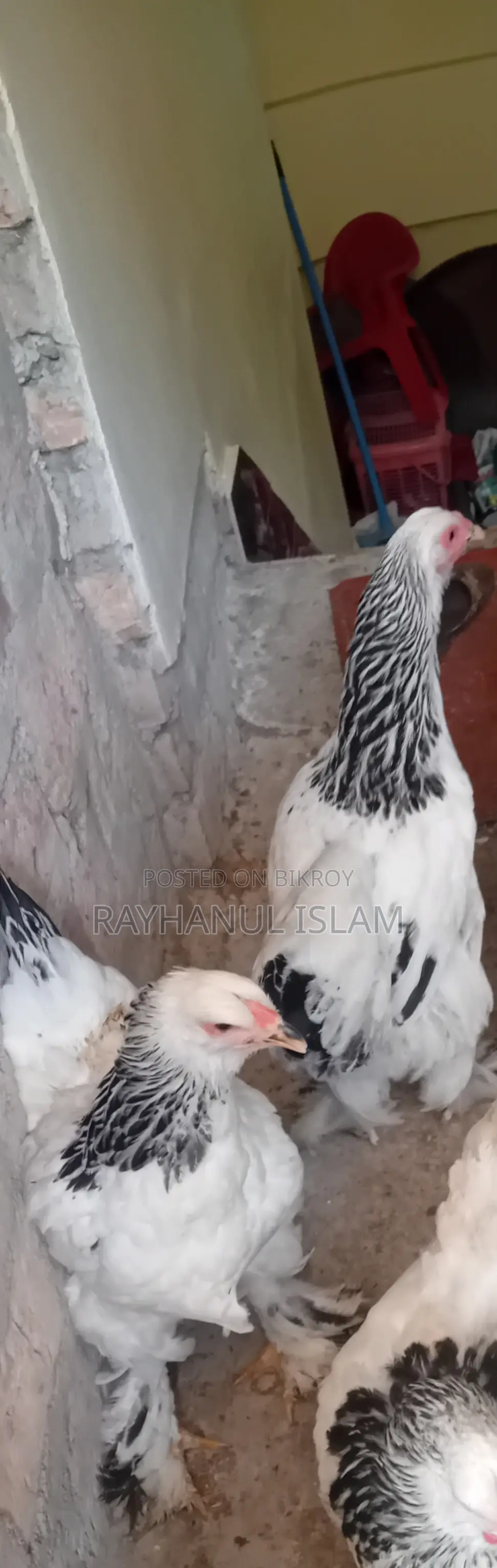 সাড়ে ৫মাসের লাইট ব্রাহমা বাফ