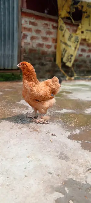 সাড়ে ৫মাসের লাইট ব্রাহমা বাফ