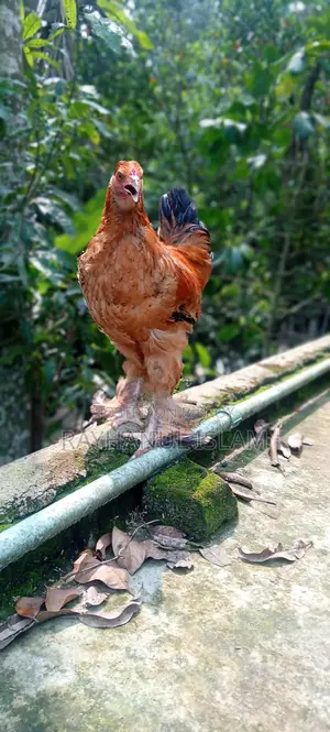 সাড়ে ৫মাসের লাইট ব্রাহমা বাফ