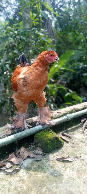 সাড়ে ৫মাসের লাইট ব্রাহমা বাফ