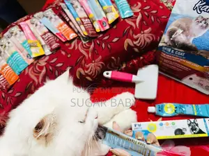 Purebred Persian Cat