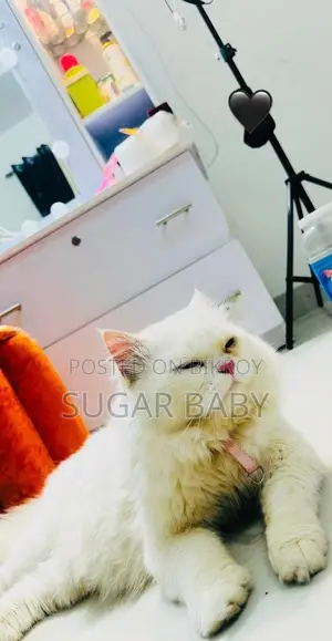 Purebred Persian Cat