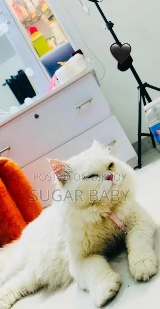 Purebred Persian Cat