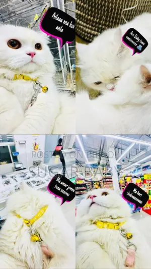 Purebred Persian Cat