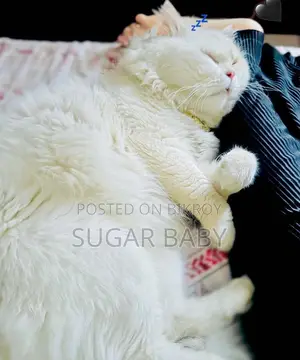 Purebred Persian Cat