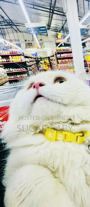Purebred Persian Cat